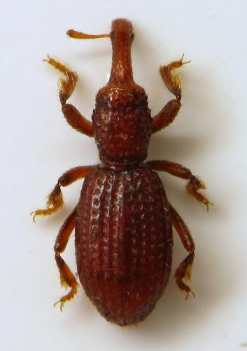 Réf. 300 325 : Raymondionymus perrisi