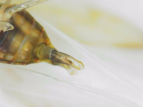 Zygina sp.