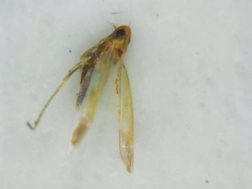 Zygina sp.