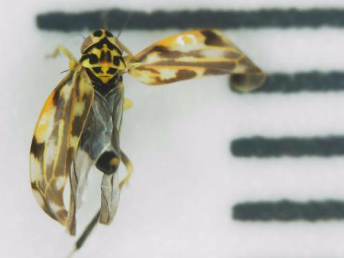 Réf. 300 564 : Eupteryx calcarata