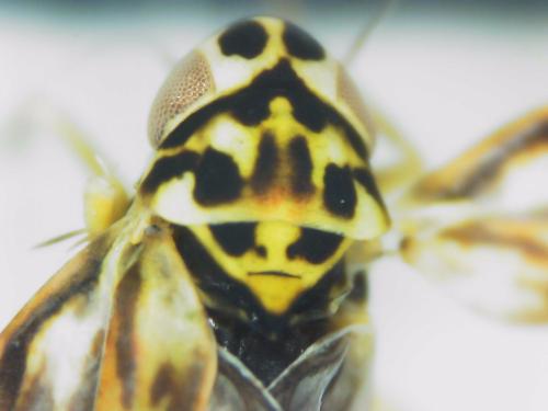 Réf. 300 565 : Eupteryx calcarata