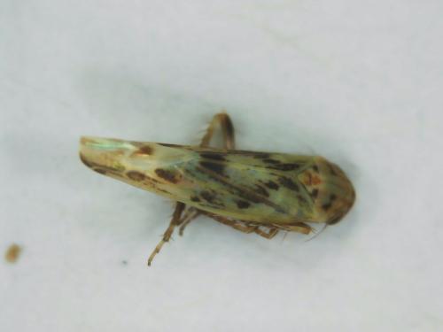 Réf. 300 777 : Balclutha sp.