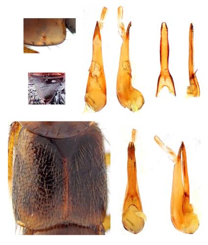 Quedius suturalis