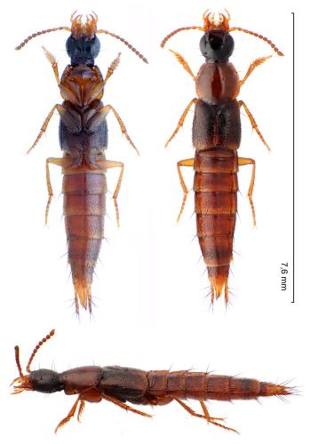 Quedius suturalis