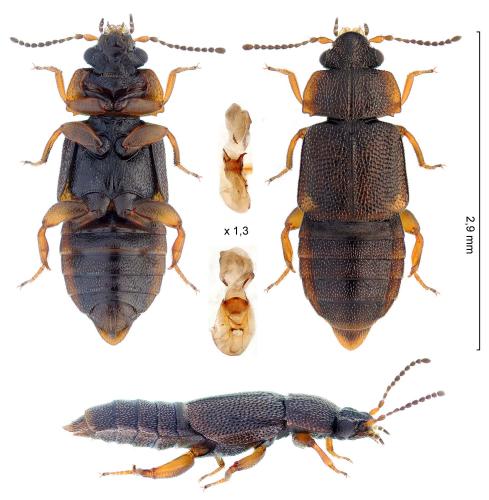 Megarthrus denticollis