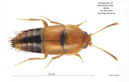 Réf. 300 289 : Tachyporus formosus