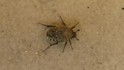 Oxythyrea funesta