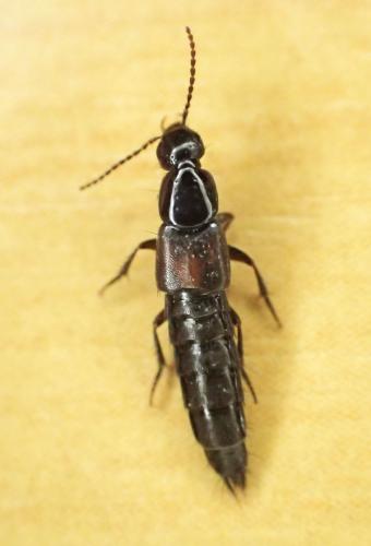 Philonthus sanguinolentus