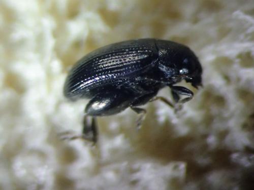 Réf. 300 179 : Chaetocnema sp.