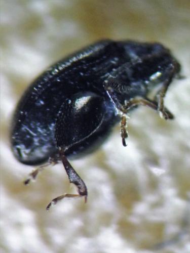 Réf. 300 180 : Chaetocnema sp.