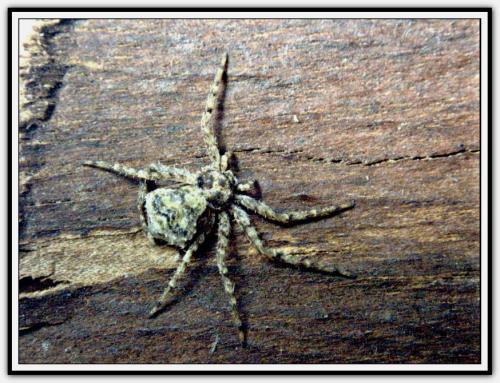Philodromus poecilus