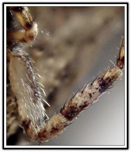 Réf. 300 183 : Philodromus poecilus