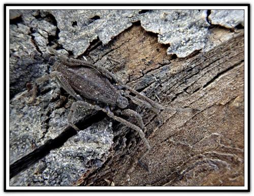 Trogulus sp.