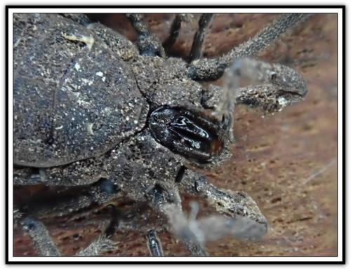 Trogulus sp.