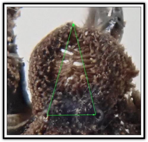 Trogulus sp.
