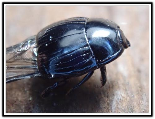 Margarinotus ignobilis