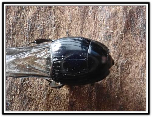 Réf. 300 856 : Margarinotus ignobilis