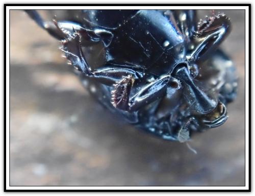 Réf. 300 832 : Margarinotus ignobilis