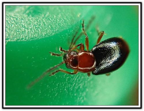 Réf. 300 919 : Leptomona erythrocephala