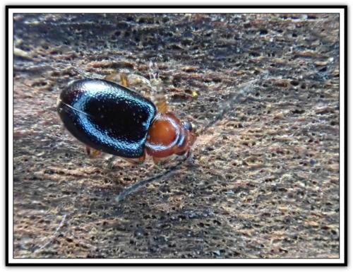 Réf. 300 985 : Leptomona erythrocephala