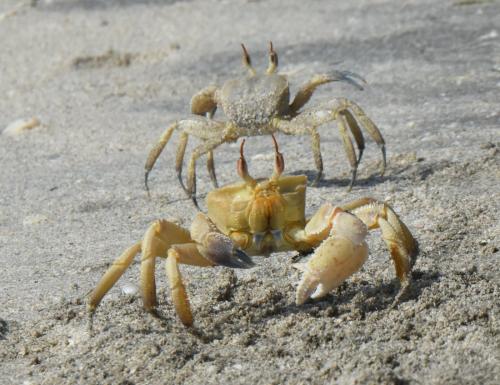 Ocypode sp.