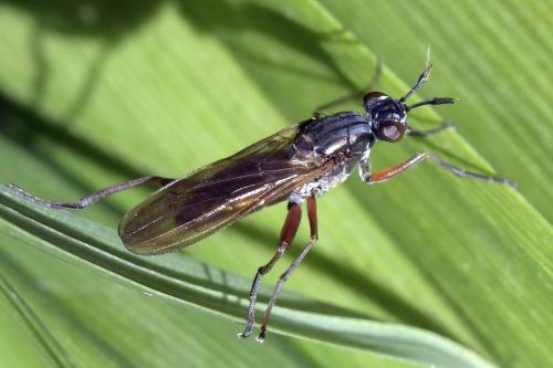 Réf. 300 734 : Sepedon sphegea