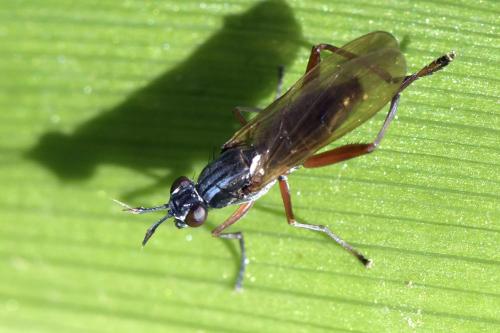 Réf. 300 736 : Sepedon sphegea