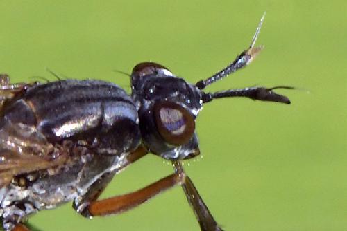 Réf. 300 735 : Sepedon sphegea