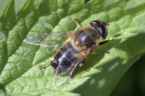 Réf. 300 784 : Eristalis pertinax