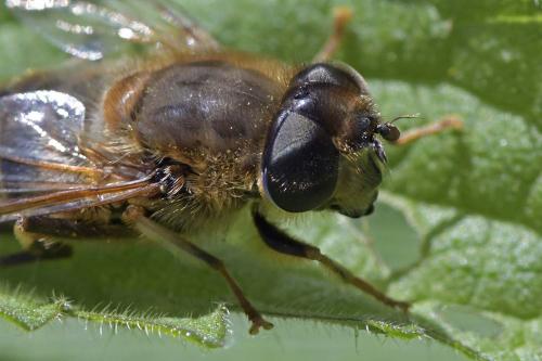 Eristalis pertinax