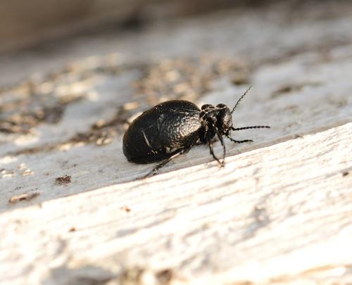 Meloe rugosus