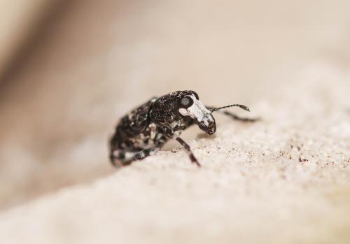 Réf. 300 330 : Tropideres albirostris