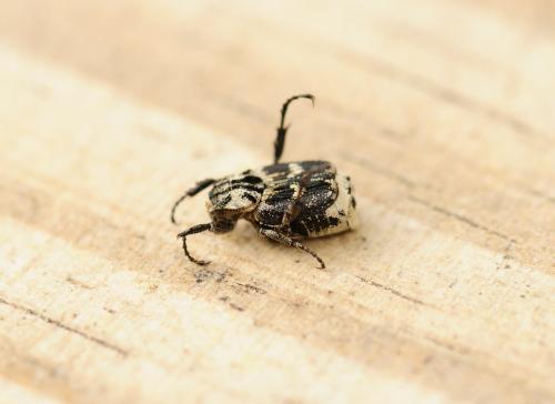 Réf. 300 808 : Valgus hemipterus