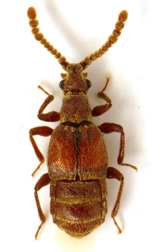 Réf. 300 882 : Chennium bituberculatum