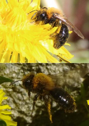Andrena sp.