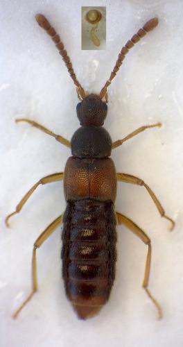 Réf. 300 958 : Ilyobates nigricollis
