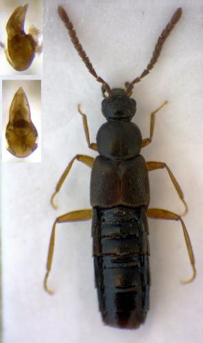 Réf. 300 959 : Callicerus rigidicornis