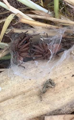 Drassodes sp.