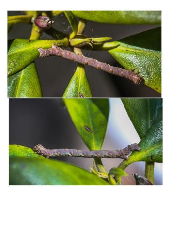 Réf. 300 219 : Agriopis sp.