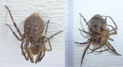 Zoropsis spinimana
