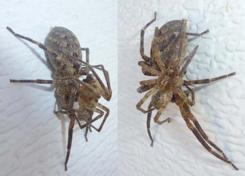 Réf. 300 796 : Zoropsis spinimana
