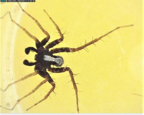 Pardosa sp.
