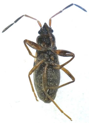 Réf. 300 215 : Scolopostethus sp.