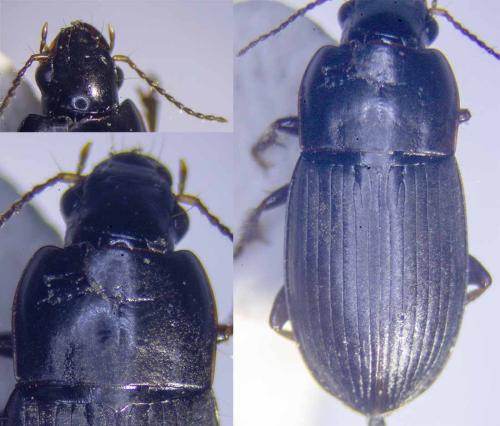 Harpalus sp.
