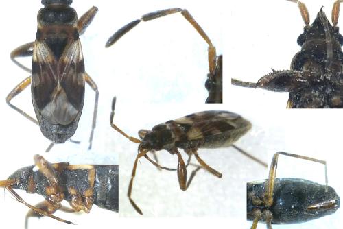 Scolopostethus sp.