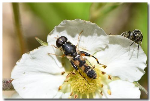 Réf. 300 509 : Syritta pipiens