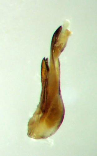 Philonthus sanguinolentus