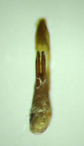 Philonthus sanguinolentus