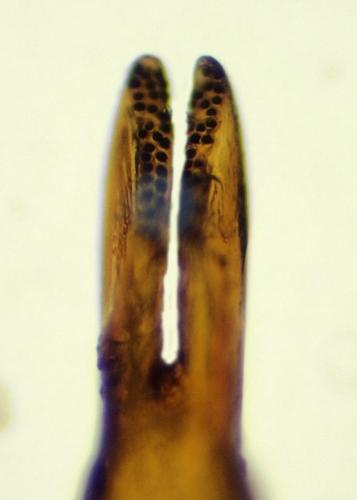 Philonthus sanguinolentus