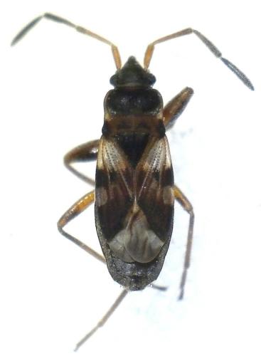 Réf. 300 214 : Scolopostethus sp.
